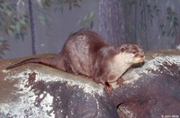 : Amblonyx cinereus cinereus; Oriental Small-clawed Otter