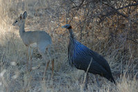 : Madoqua kirkii; Kirk's Dikdik