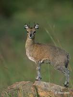 : Oreotragus oreotragus; Klipspringer