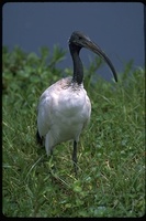 : Threskiornis aethiopicus; Sacred Ibis