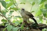 : Turdoides jardineii; Arrowmarked Babbler