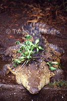 : Crocodylus acutus