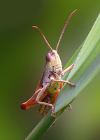 : Chorthippus parallelus