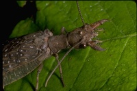 : Corydalus cornutus; Dobsonfly