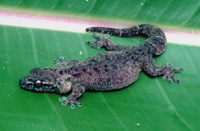 : Gehyra mutilata; Stump-toed Gecko