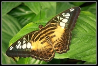 : Parthenos sylvia