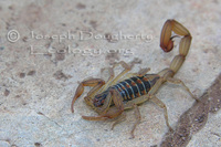 : Centruroides noxius; Alacr