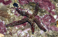 : Linckia multifora
