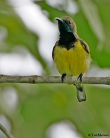 Olive-backed Sunbird