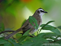 Yellow-vented Bulbul Scientific name: Pycnonotus goiavier