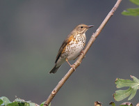 검은지빠귀 Grey Thrush