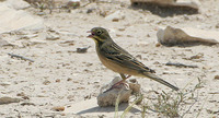 Ortolan Bunting