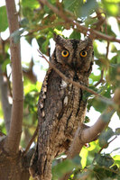 Scops Owl