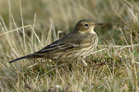 Buff-bellied Pipit Photograph by Rebecca Nason