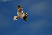 Hættemåge (Larus ridibundus)  Foto/billede af