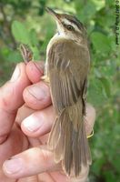 Manchurian Reed Warbler  » Acrocephalus tangorum