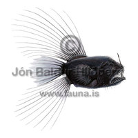 Ófrenja - Caulophryne jordani - kjaftagelgjur - Kjaftagelgjur