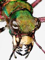 Cicindela campestris - Green Tiger Beetle