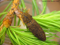 Lacon lepidopterus