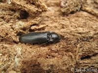 Melanotus castanipes