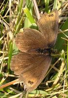 Erebia pronoe - Water Ringlet