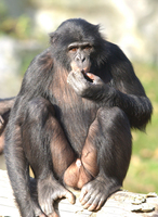 Bonobo (Pan paniscus)