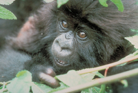 Mountain gorilla (Gorilla beringei beringei)