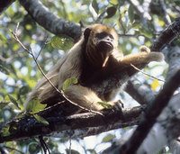 Black-and-gold howler (Alouatta caraya)