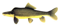 Xyrauchen texanus, Razorback sucker:
