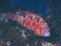 Pteragogus taeniops, Cheekbar wrasse: