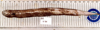 Simenchelys parasitica, Snubnosed eel: