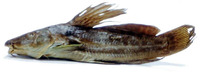 Parauchenoglanis altipinnis, :