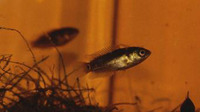 Ctenopoma muriei, Ocellated labyrinth fish: