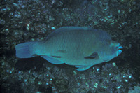 Scarus compressus, Azure parrotfish: fisheries