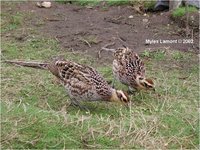 Reeves's Pheasant Syrmaticus reevesii