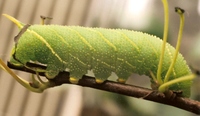 Laothoe populi - Poplar Hawk-moth