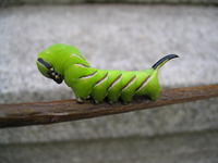 Sphinx ligustri - Privet Hawk-moth