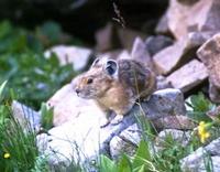 Image of: Ochotona princeps (American pika)