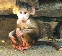 Image of: Papio hamadryas (hamadryas baboon)