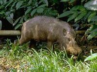 Image of: Sus barbatus (bearded pig)