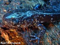 Ambystoma jeffersonianum - Jefferson Salamander