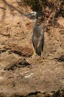 Egretta novaehollandiae - White-faced Heron