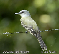 Tyrannus melancholicus - Tropical Kingbird