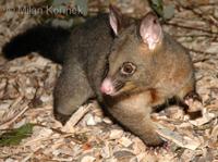 Trichosurus vulpecula - Common Brush-tailed Possum