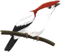 Image of: Antilophia bokermanni (Araripe manakin)