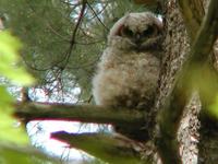Image of: Bubo virginianus (great horned owl)