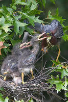 Image of: Butorides virescens (green heron)