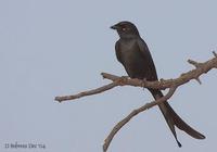 Image of: Dicrurus macrocercus (black drongo)