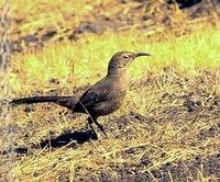 Image of: Toxostoma redivivum (California thrasher)