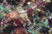 Image of: Helcogramma